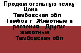 Продам стельную телку  › Цена ­ 50 000 - Тамбовская обл., Тамбов г. Животные и растения » Другие животные   . Тамбовская обл.